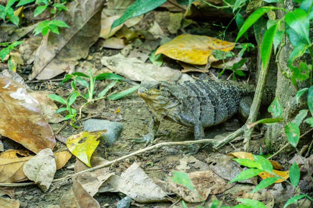 our kids easily spotted this large iguana while exploring manuel antonio national park without a guide