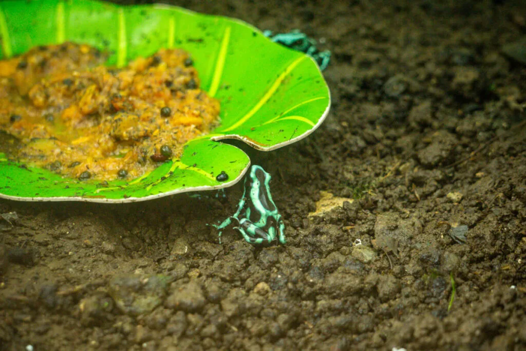 a green and black poison dart frog on display at the Butterfly Conservatory near Arenal Volcano National Park, Costa Rica