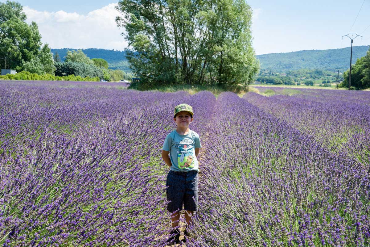 Lavender fields in Provence with kids a 7-year old boy admires the lavender field on a family road trip through Provence