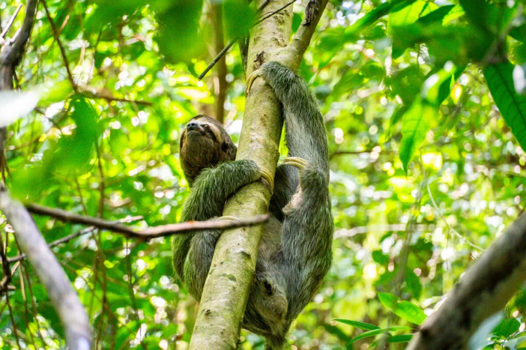 a sloth in a tree at Manuel Antonio National Park in Costa Rica