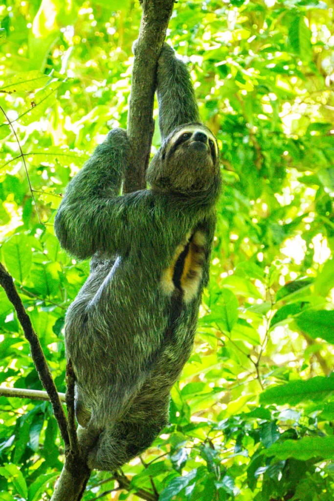During our visit to manuel antonio with kids, this sloth came very close to us