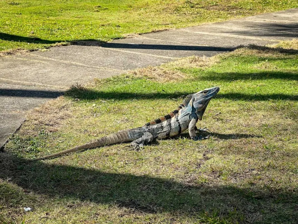 kids love the iguanas roaming the grounds at the Best Western all-inclusive resort in Jaco, Costa Rica