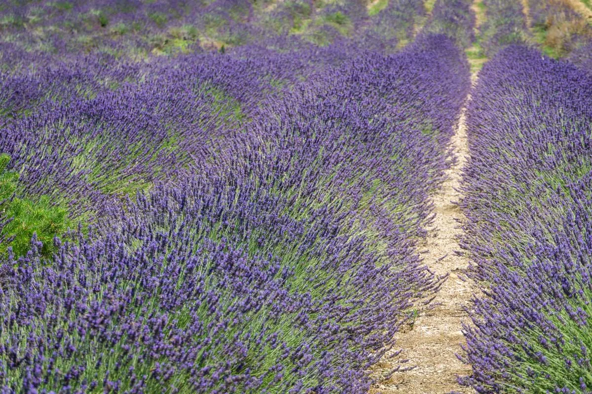 a field of lavender in full bloom during high season in France