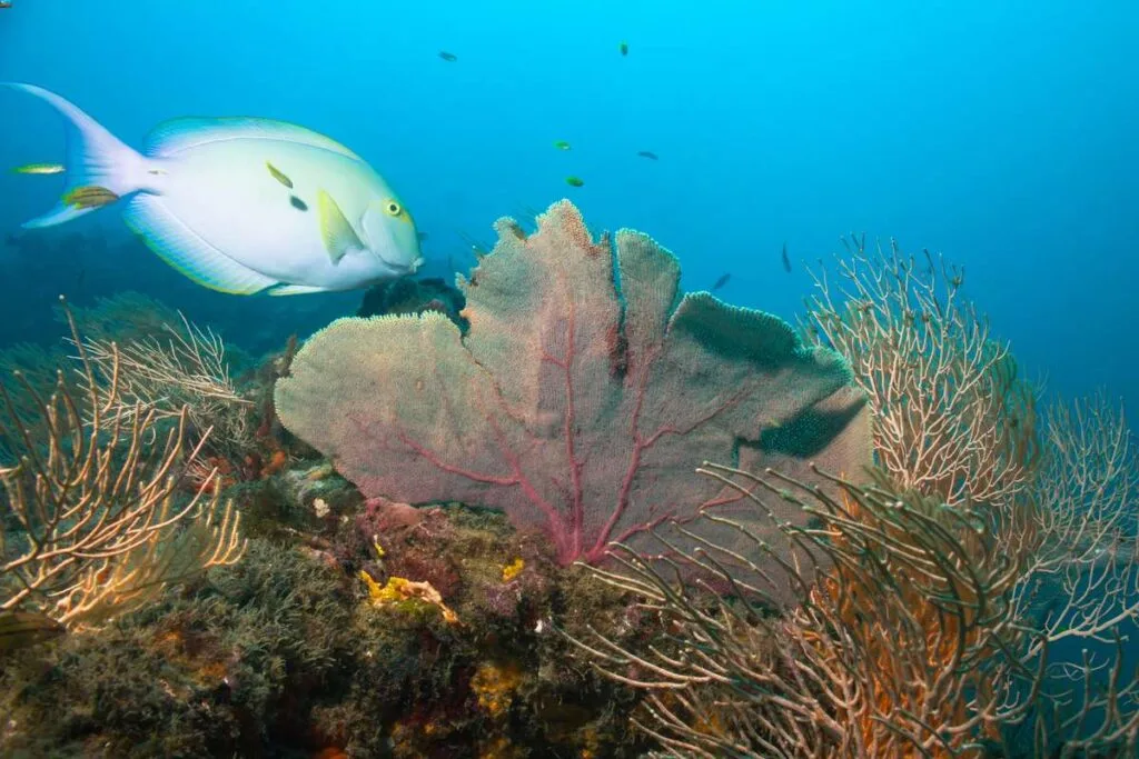 kids love seeing tropical fish on a snorkeling trip to Cano Island near Corcovado National Park