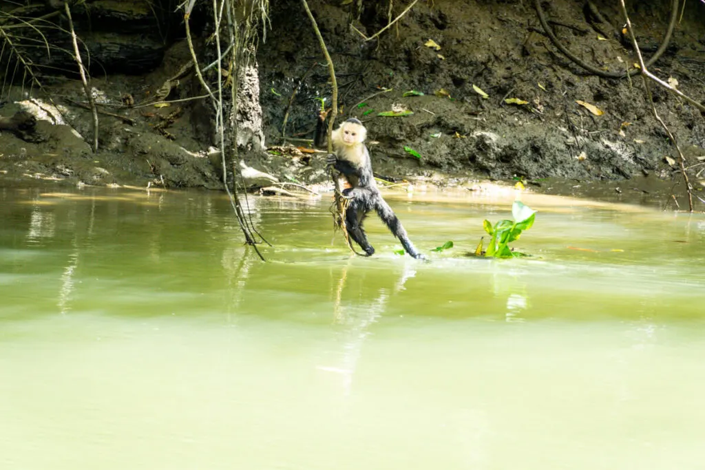 a playful white faced monkey delighted our kids on a mangrove tour to sierpe, costa rica