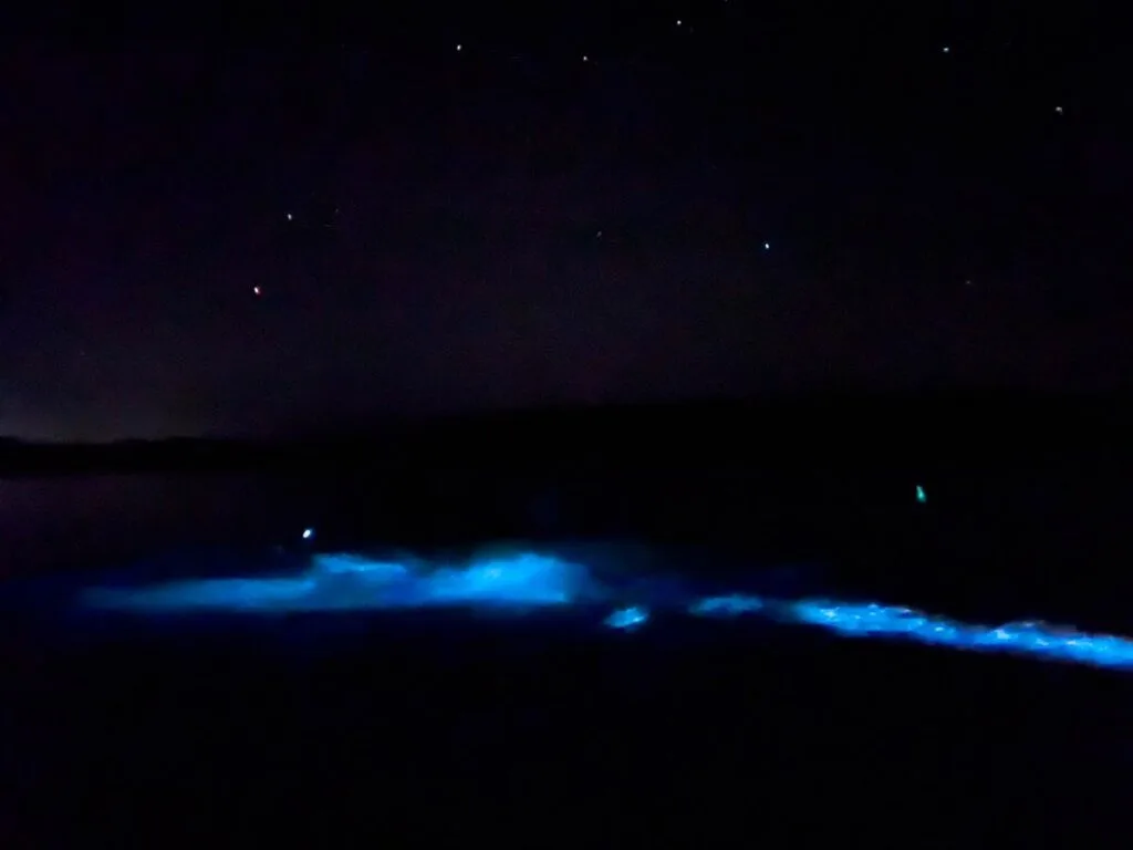 Bioluminescent plankton light up the dark water in Puerto Mosquito, Vieques.