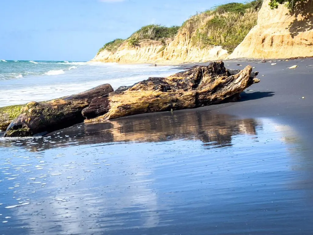 beautiful driftwood on Black Sand Beach vieques, puerto rico.