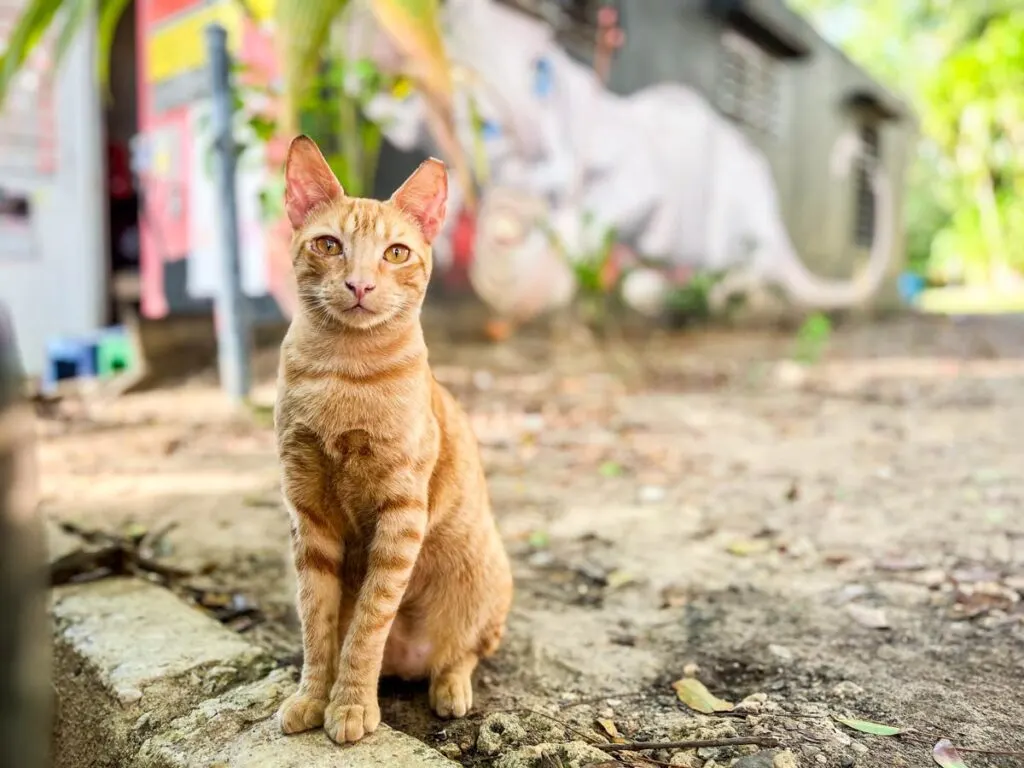a cute cat poses in front of a large cat mural at the Cat Park in San Juan, Puerto Rico.