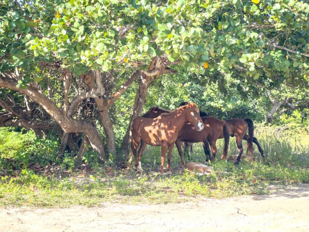 Wild horses enjoy some shade just off the white sand at Playa Media Luna Vieques.