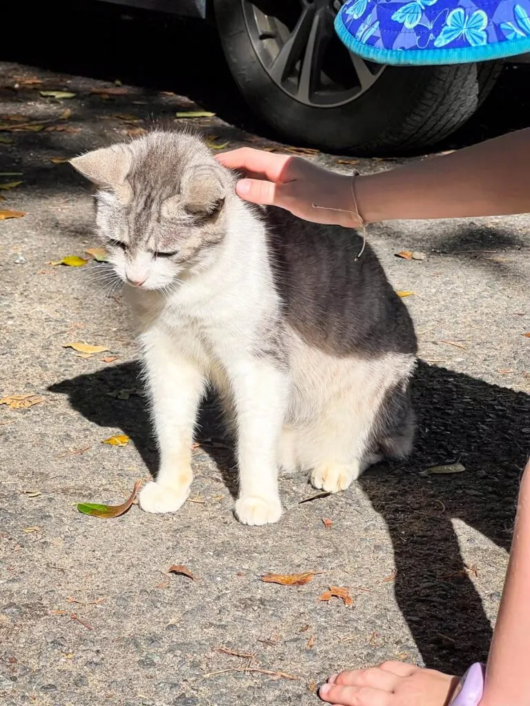a cat gets a scratch behind the ears at the kid-friendly cat park in San Juan.