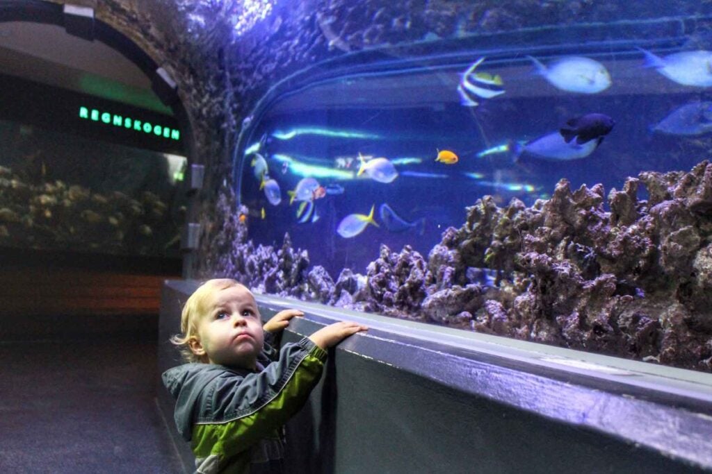 a 2-year old enjoys a visit to the Bergen Aquarium while on a family trip to Norway.