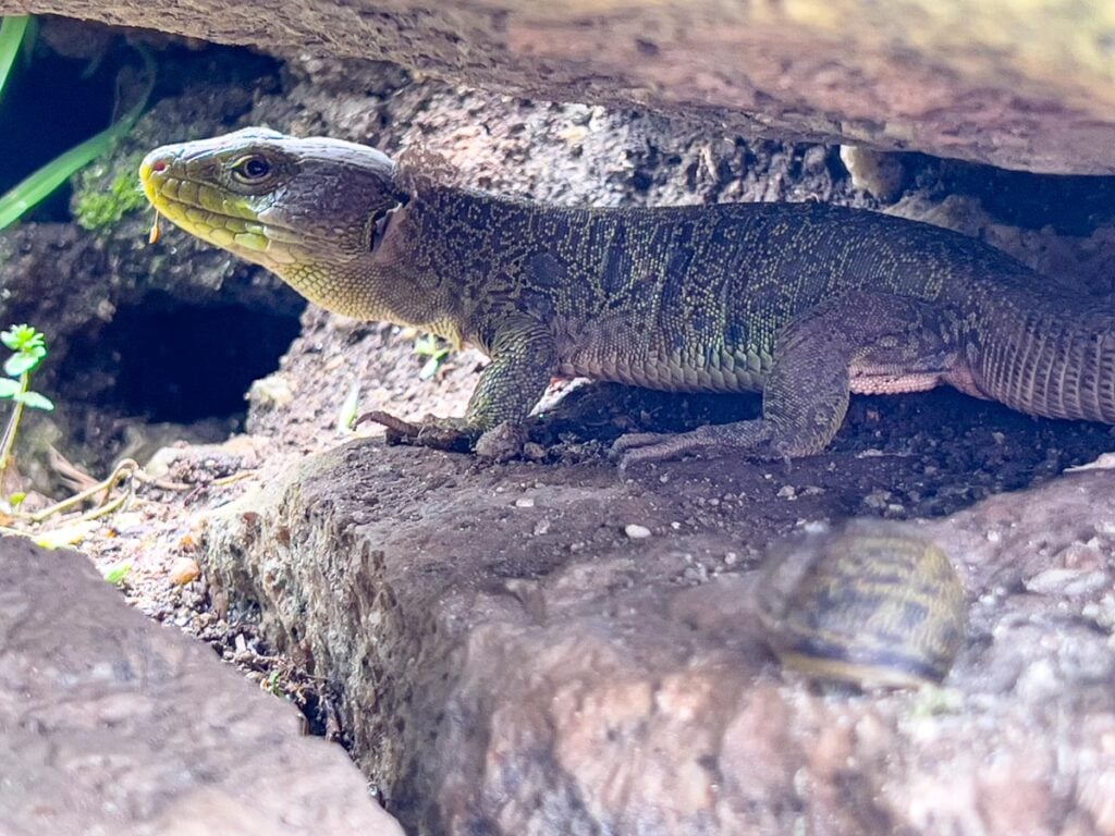 A large lizard lives under a rock underneath the camino portuguese coastal route.