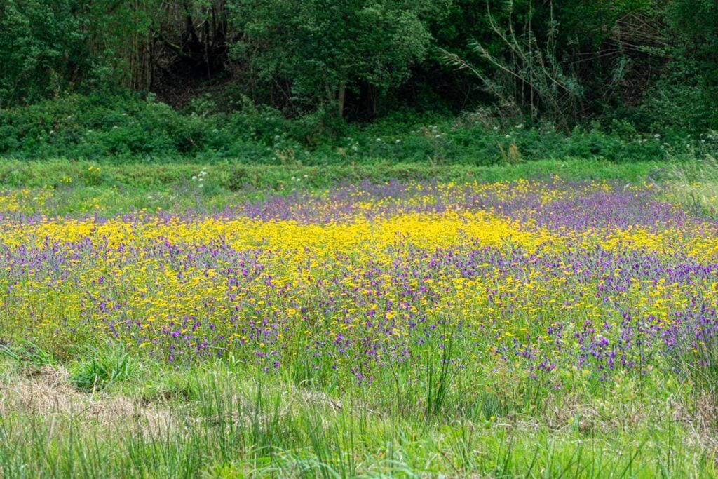 Yellow and purple wild flowers grow alongside the camino portuguese coastal route.