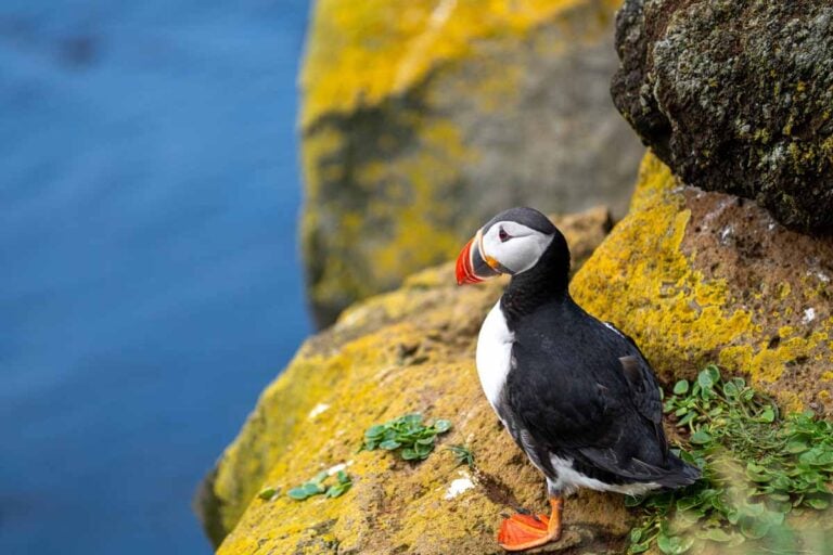 Where to See Puffins in Iceland - Family Can Travel