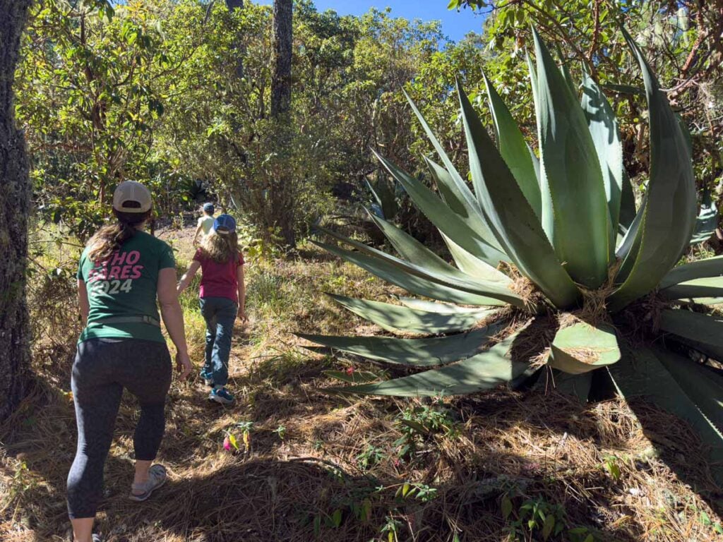 Celine Brewer, owner of FamilyCanTravel.com, hikes with her kids in the Sierra Norte Mountains while on a family trip to Oaxaca.