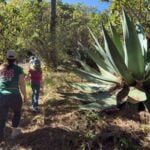 Celine Brewer, owner of FamilyCanTravel.com, hikes with her kids in the Sierra Norte Mountains while on a family trip to Oaxaca.