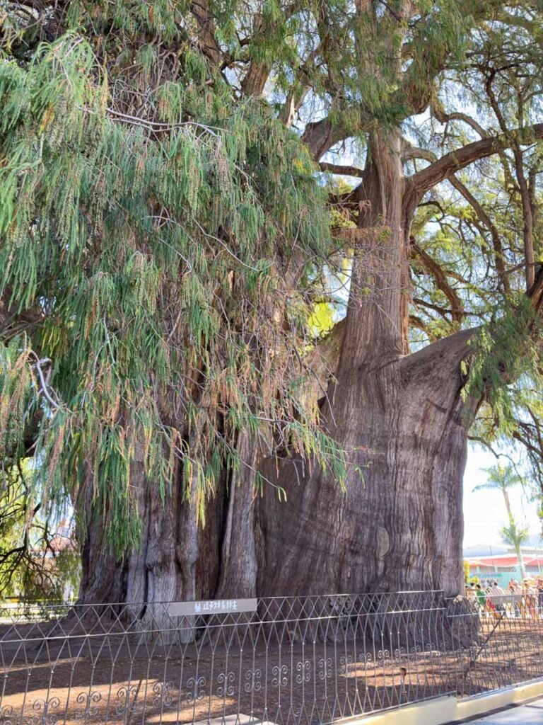 The Tule Tree, near Oaxaca, Mexico, is believed to have the widest tree trunk in the world.