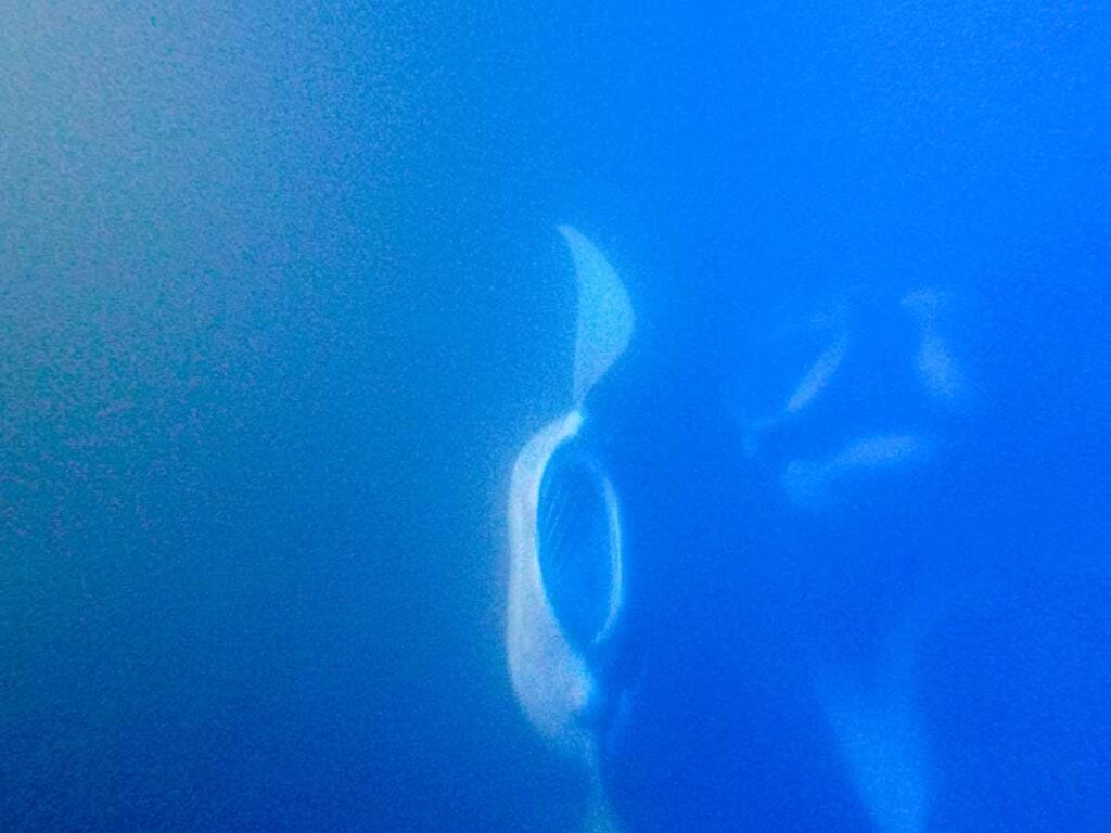 Two manta rays begin to barrel roll on a nighttime snorkeling tour with manta rays on the Big Island.