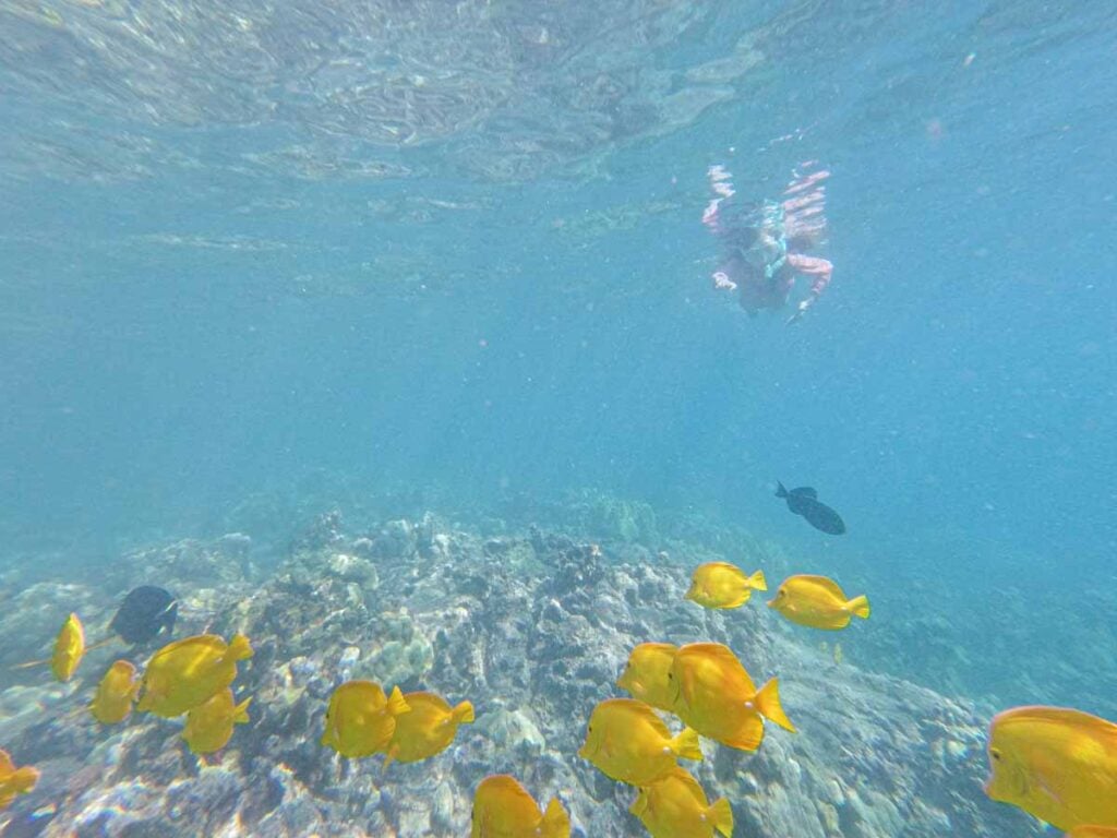 An 11-year old girl enjoys snorkeling at Captain Cook Memorial while on a family trip to the Big Island of Hawaii.