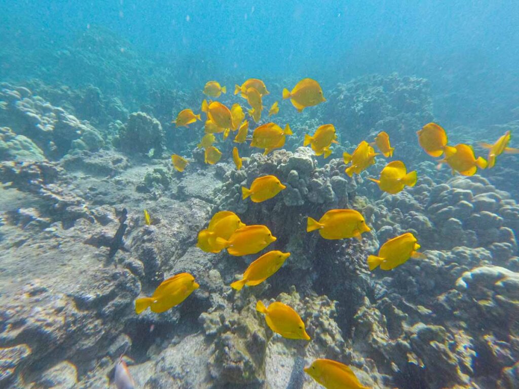 A large school of colorful fish swim just offshore at Captain Cook Memorial - the best place to go snorkeling on the Big Island.