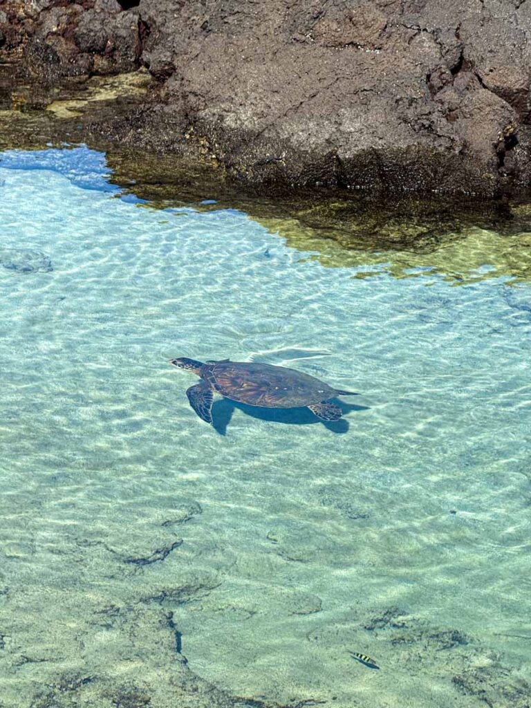 a sea turtle swims in shallow water near shore at Carlsmith Beach Park on the Big Island of Hawaii.