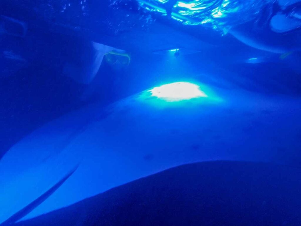 A giant manta ray swims by a snorkeler on an amazing snorkeling tour on the Big Island of Hawaii.