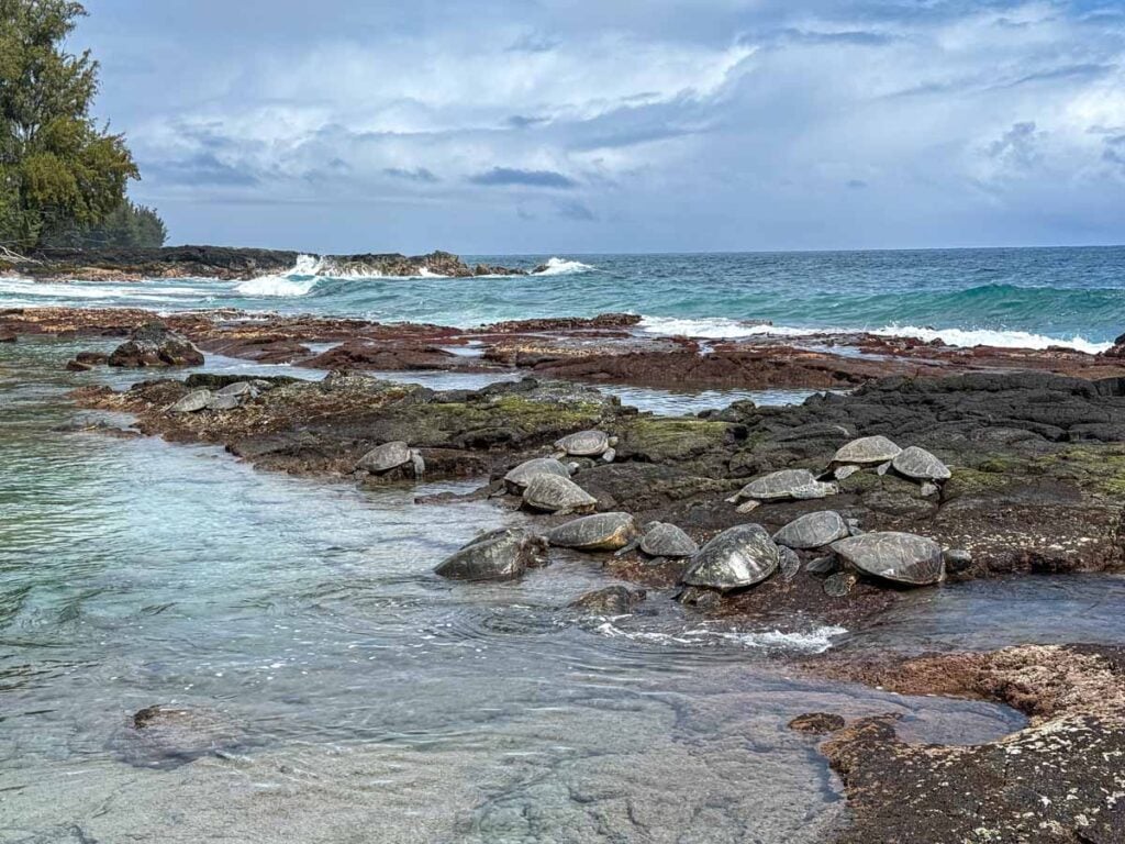 A bale of turtles lie on the rocks at the end of the Puna hiking trail on the Big Island.