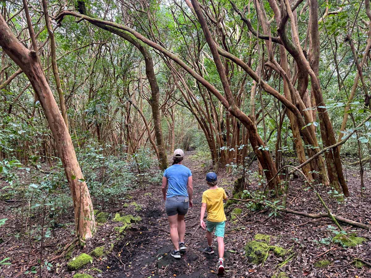The Puna Trail is the best kid-friendly hiking trail on the Big Island of Hawaii.