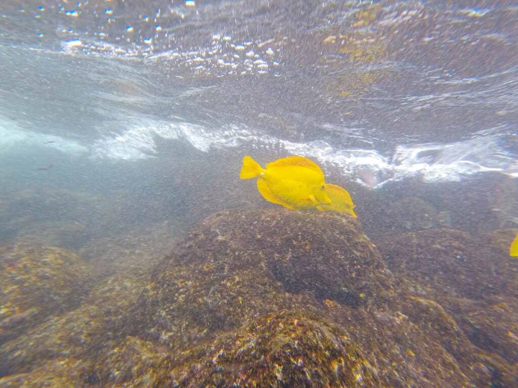 Yellow fish swim in the water near Kahalu’u Beach Park - a place for beginners to try snorkeling on the Big Island of Hawaii.