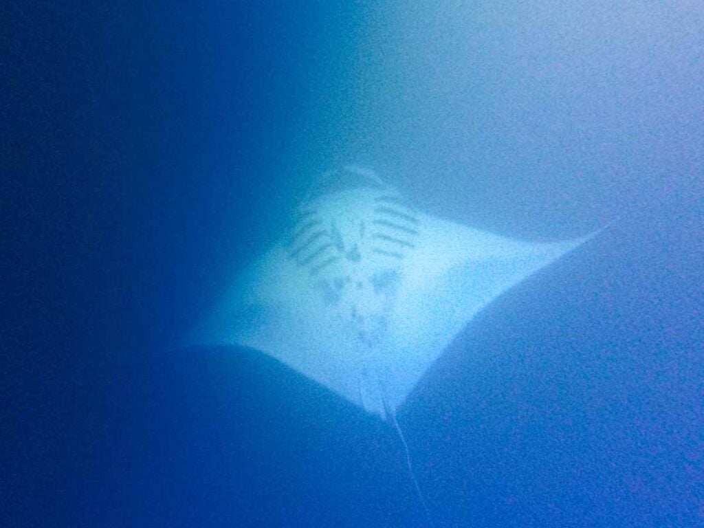 a giant manta ray seen on a night snorkeling tour on Hawaii.