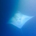 DCIM107GOPROGOPR4601.JPG a giant manta ray seen on a night snorkeling tour on Hawaii.