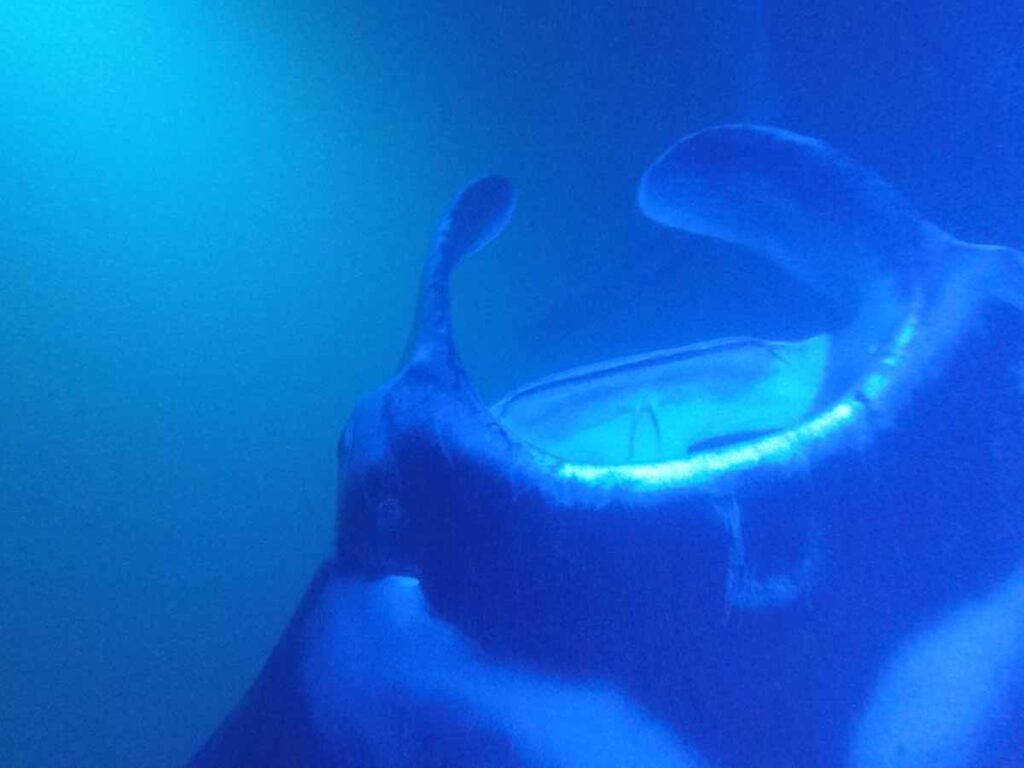a close up of a manta ray feeding at night during a snorkeling tour near Kona, Hawaii.