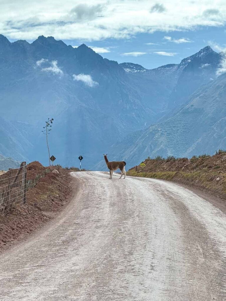 a llama stands on the road with a backdrop of the Andean Alps on a hiking tour with llamas in Cusco, Peru.