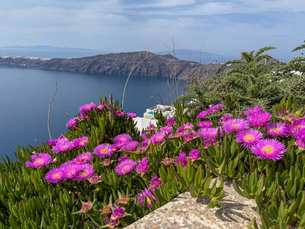the village of Oia, Greece is visible beyond the patch of beautiful purple wildflowers growing on Santorini.