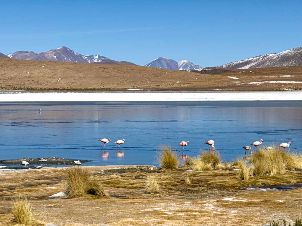 James flamingoes eat in the semi-frozen waters of Laguna Canapa in Bolivia.