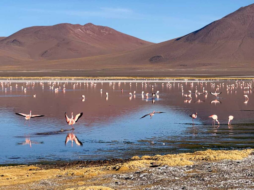 thousands of pink flamingoes in the water at Laguna Colorada, Bolivia.