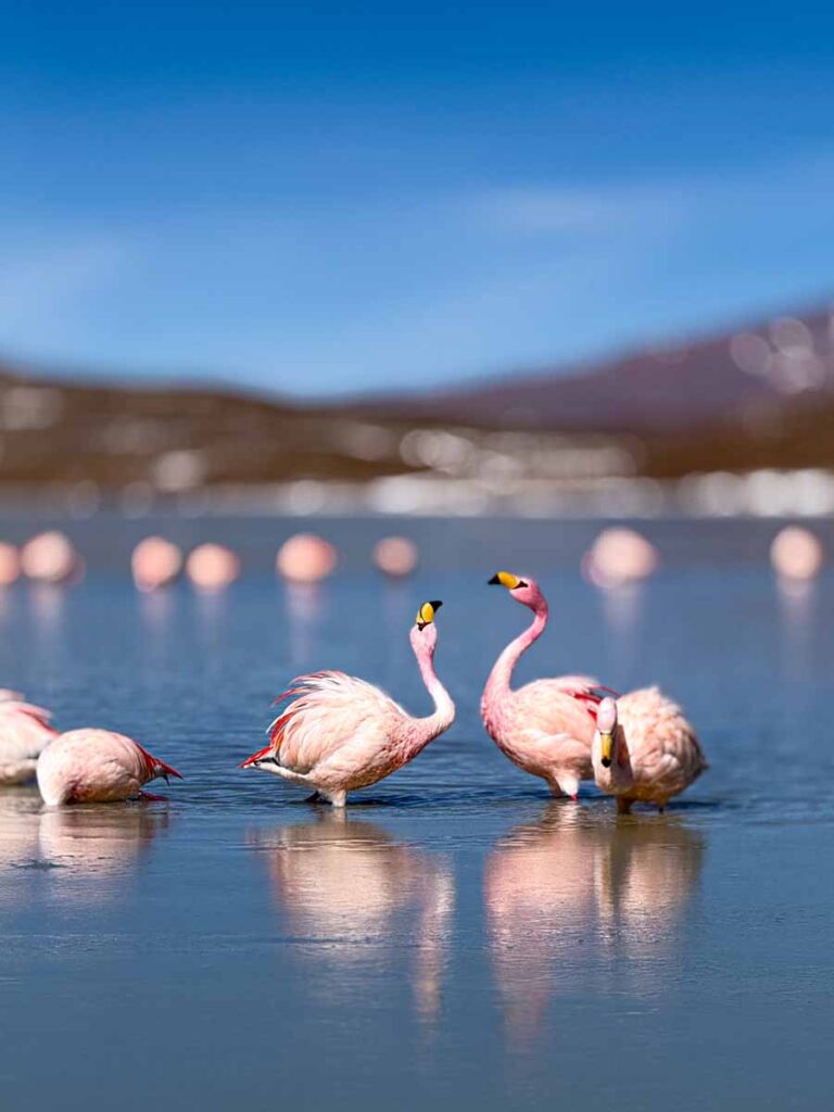 some pink flamingoes in the water at Laguna Hedionda Salar de Uyuni in Bolivia.