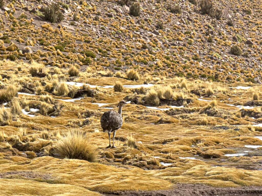 A lesser rhea seen sear Salar de Uyuni, Bolivia looks surprisingly like a small ostrich.