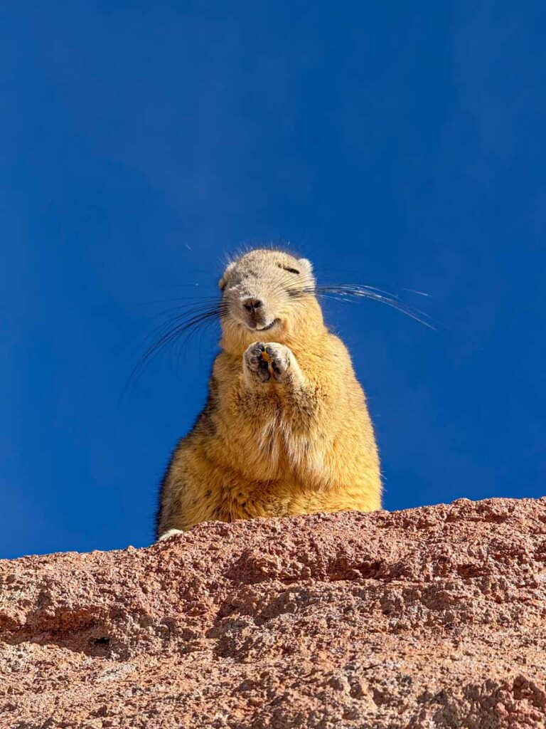 a viscacha eats an apple in the Uyuni Salt Flats, Bolivia.