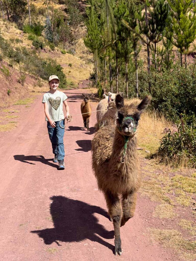 an 11-year old girl hikes with a llama while on a family vacation to Peru.