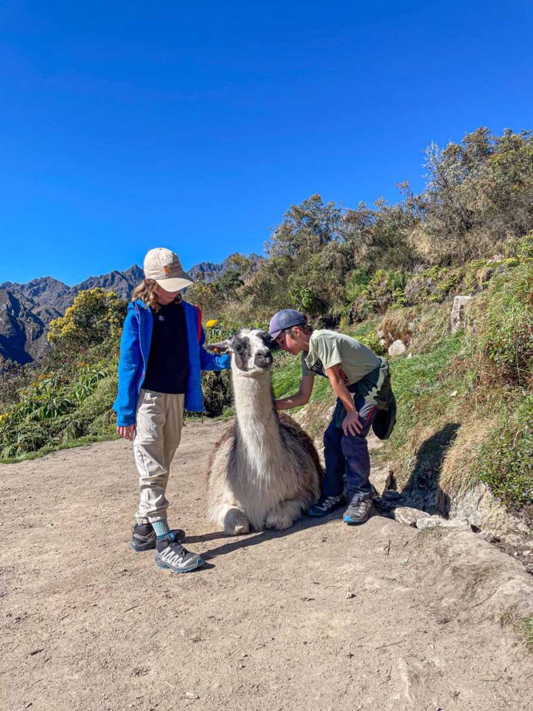 Two kids on a family-friendly Inca Trail hiking tour, pause to pet a llama on Day 3 of the 4 day journey.