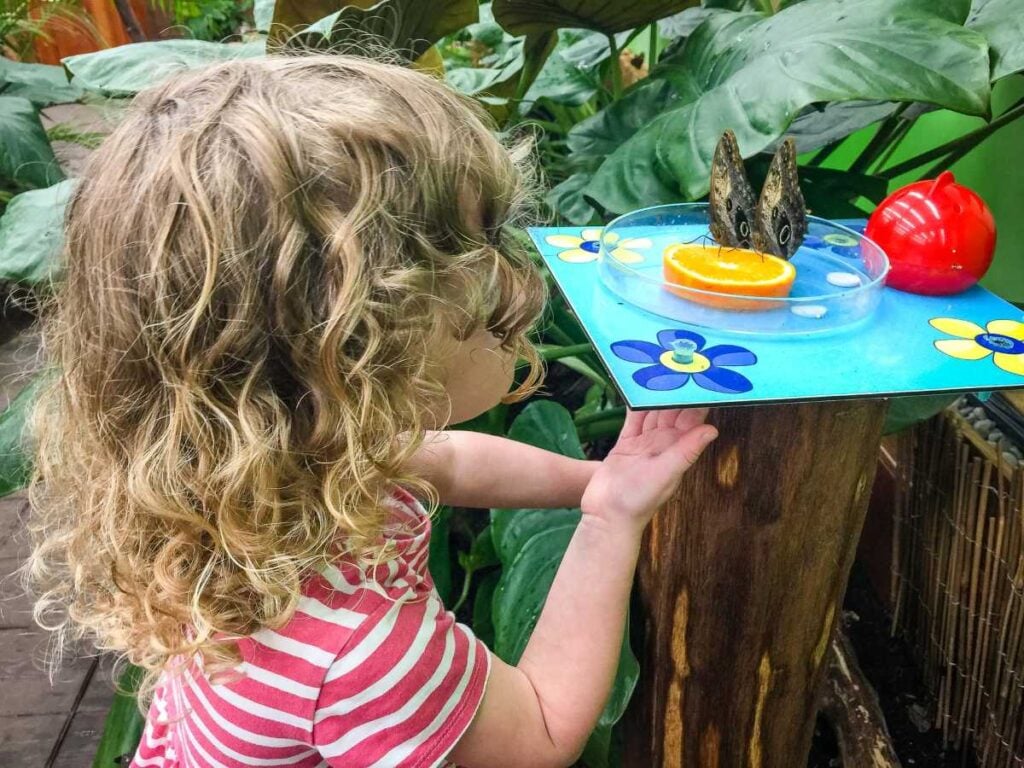 a four-year old girl on a family trip to Karlovy Vary looks at a feeding butterfly at the Butterfly House.