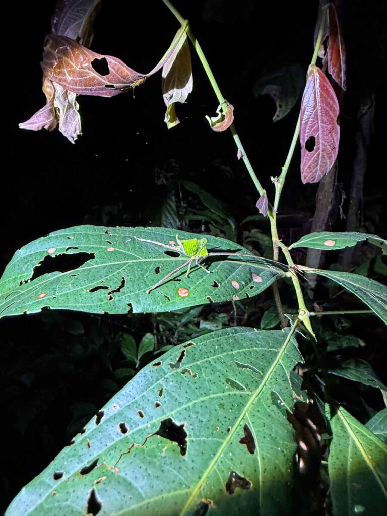 we saw this green cricket on a leaf during a night walk in the Amazon jungle with our kids.