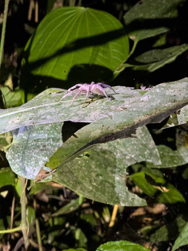 We saw this spider on a leaf on a night walk in the Amazon jungle on our family tour in Manu National Park.
