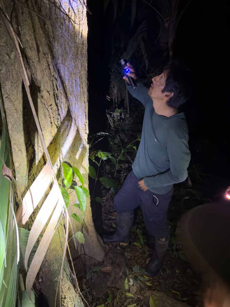 Our tour guide leads a night walk through the Amazon jungle in Manu National Park, Peru.