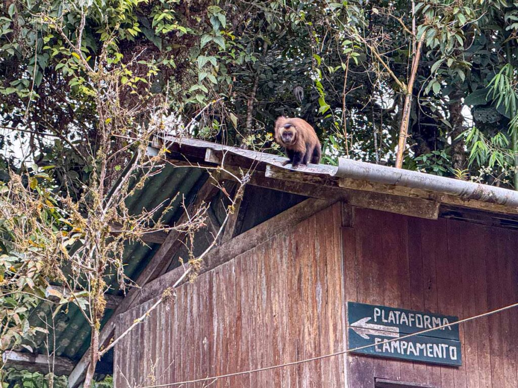 A troop of Brown capuchin monkeys at a jungle lodge near Manu National Park.