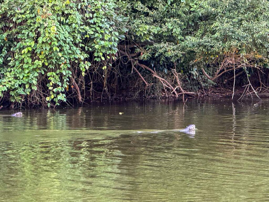 Two Giant River Otters swim in Salvador Lake in Manu National Park, Peru.