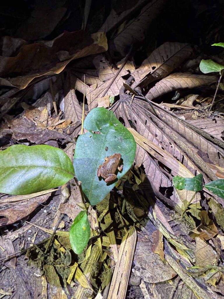 a cute little frog sits on a leaf during a night walk near Manu National Park.