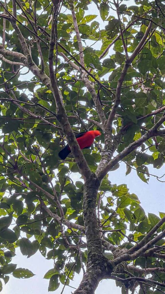 a bright red cock of the rock - the national bird of Peru, seen on the road into Manu National Park.