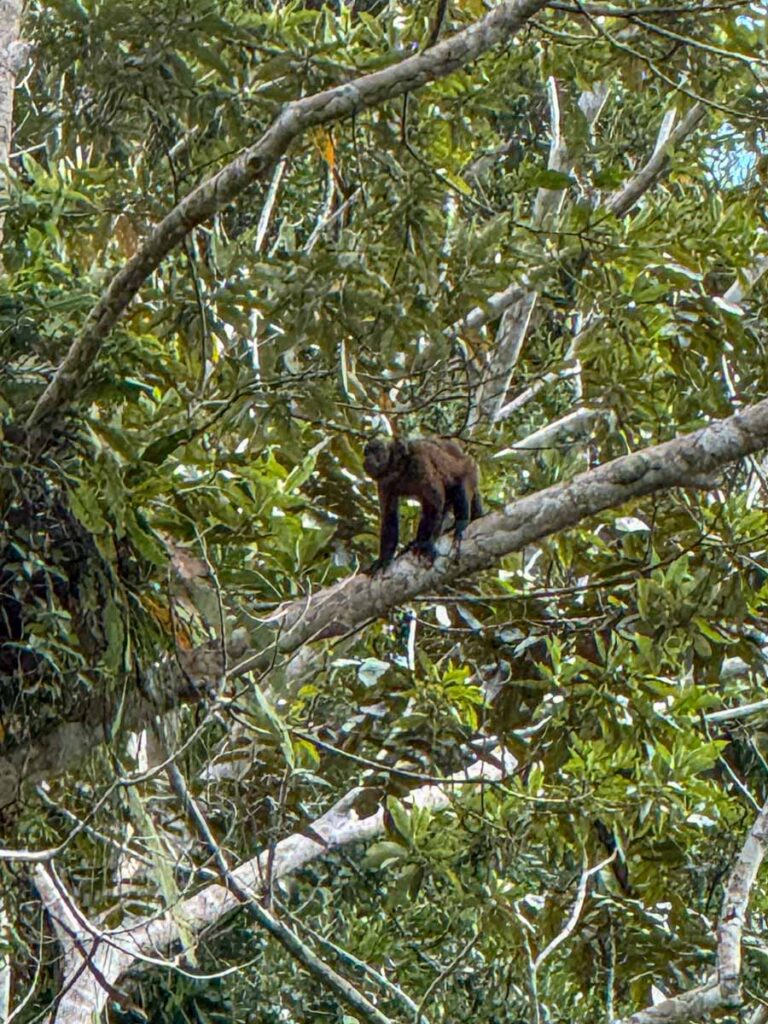 a capuchin monkey near the macaw clay lick in Manu National Park, Peru.